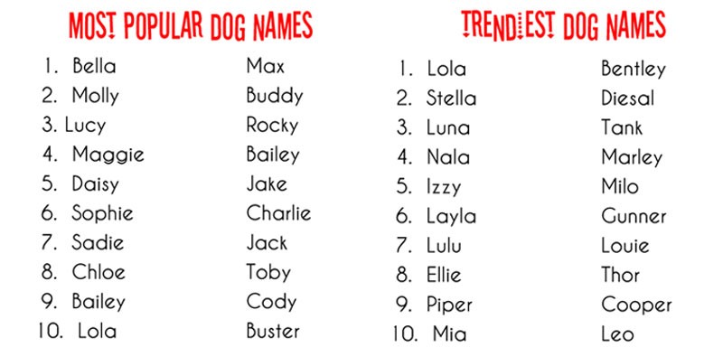  Funny Indian Dog Names Male Funny PNG